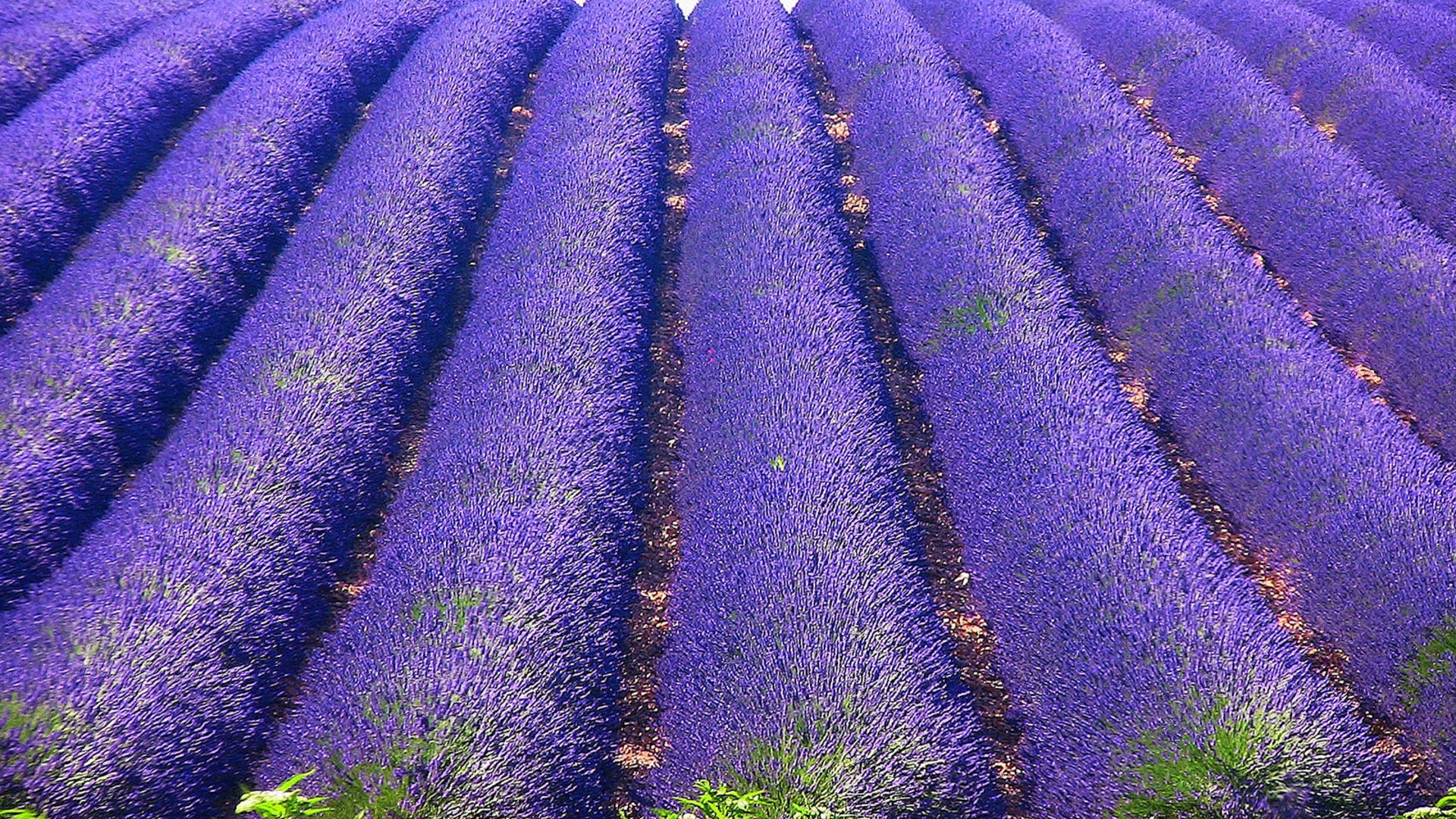 Lavender in Provence